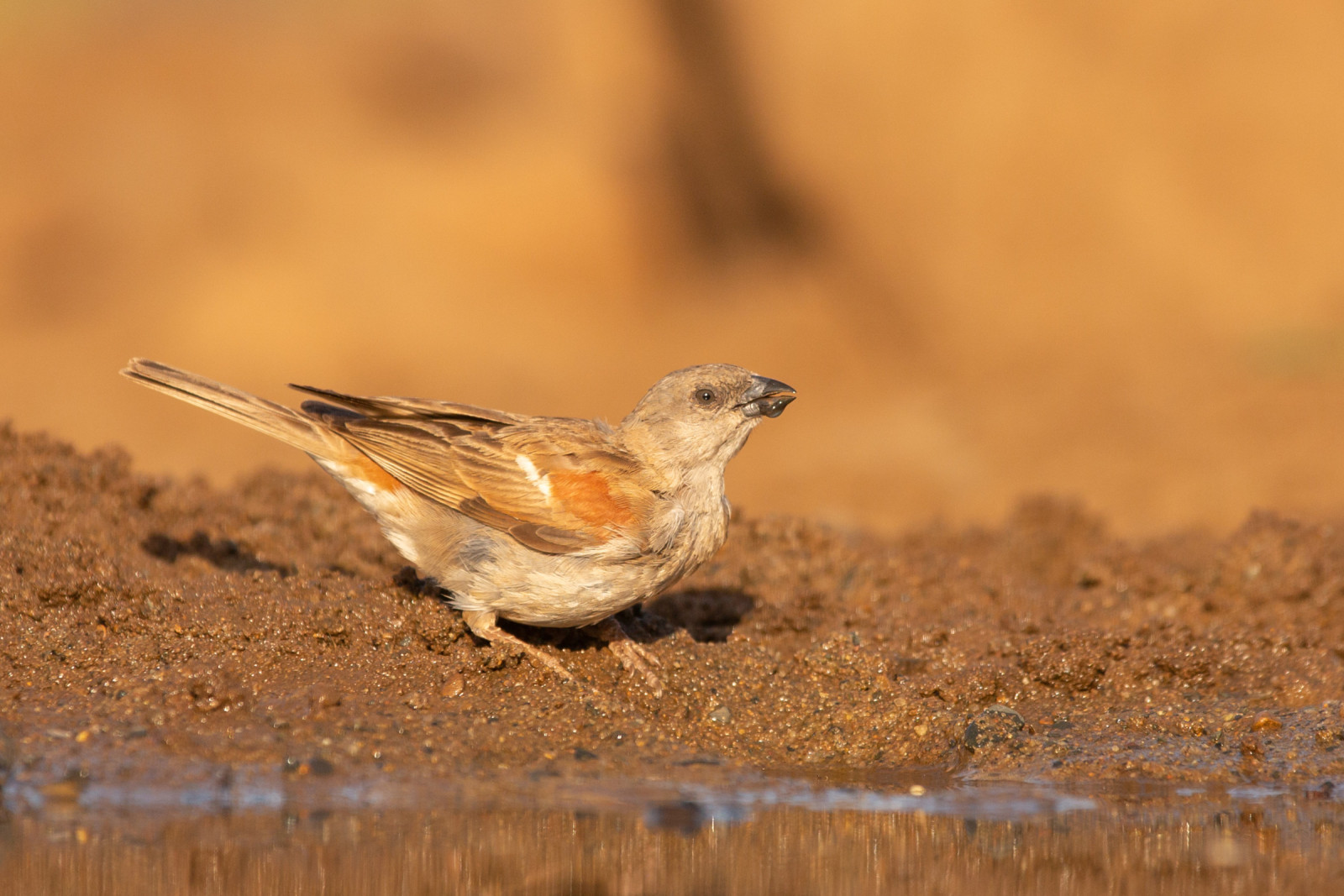 image Southern Grey-headed Sparrow